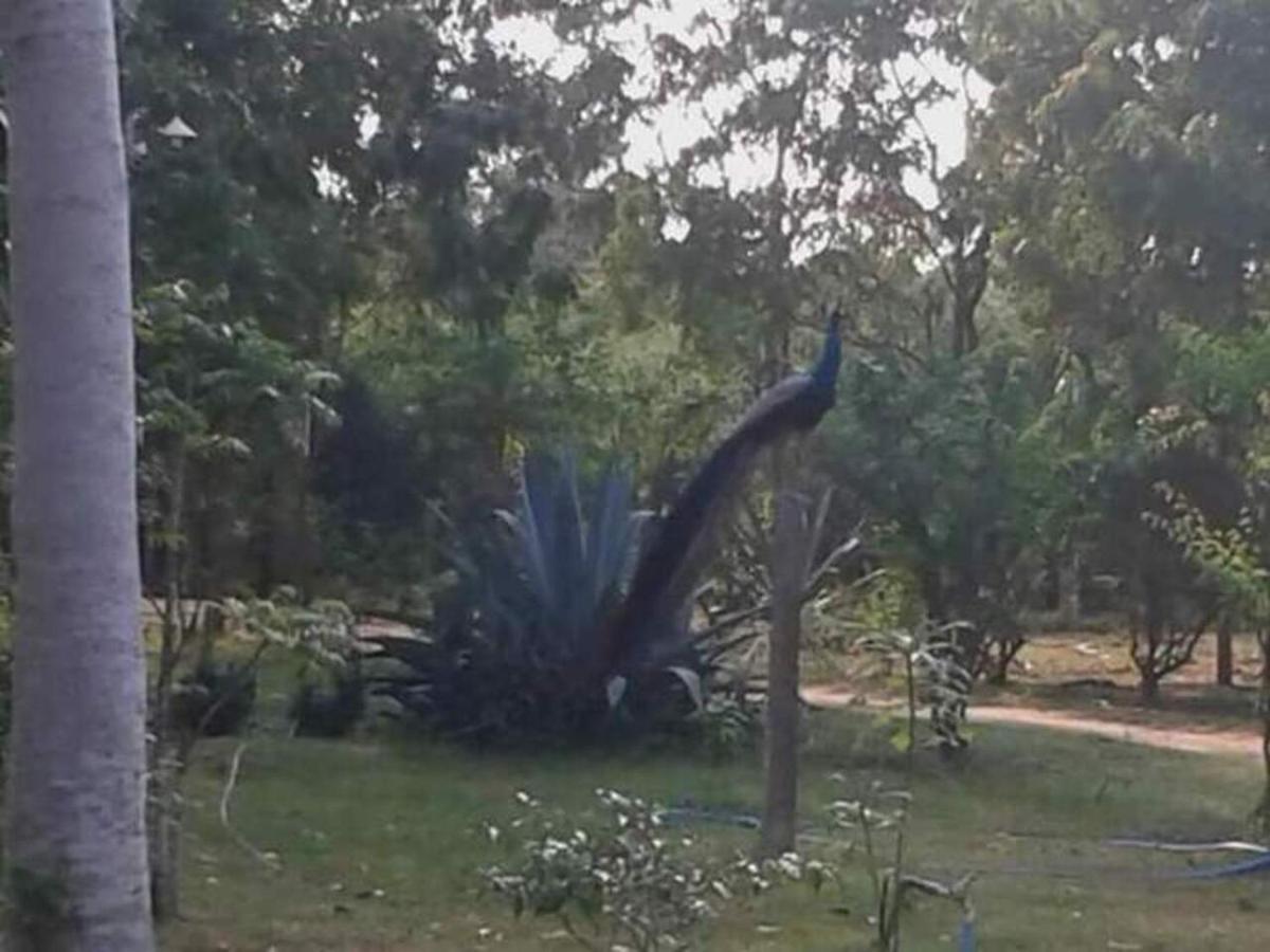 מלון טיסמהרמה Lavish Eco Jungle מראה חיצוני תמונה