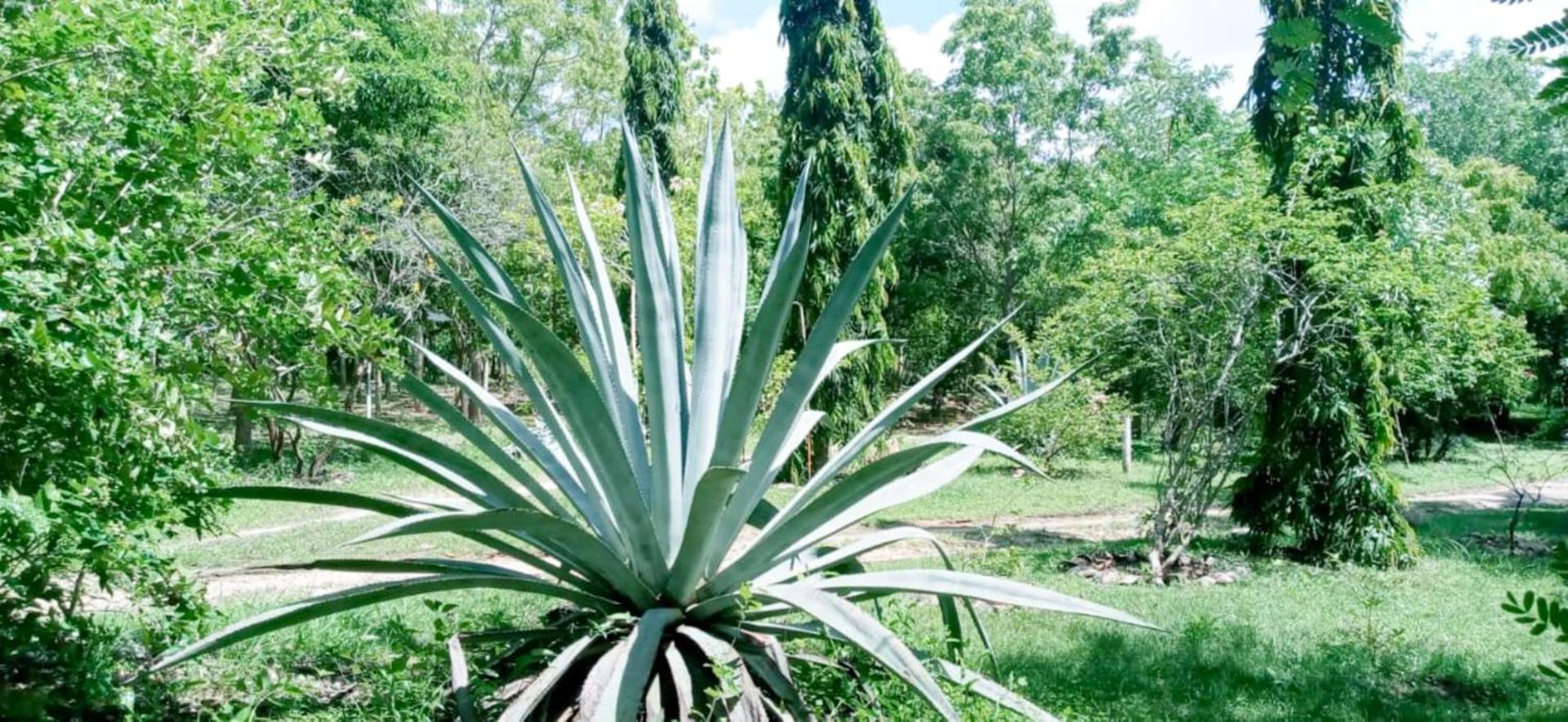 מלון טיסמהרמה Lavish Eco Jungle מראה חיצוני תמונה