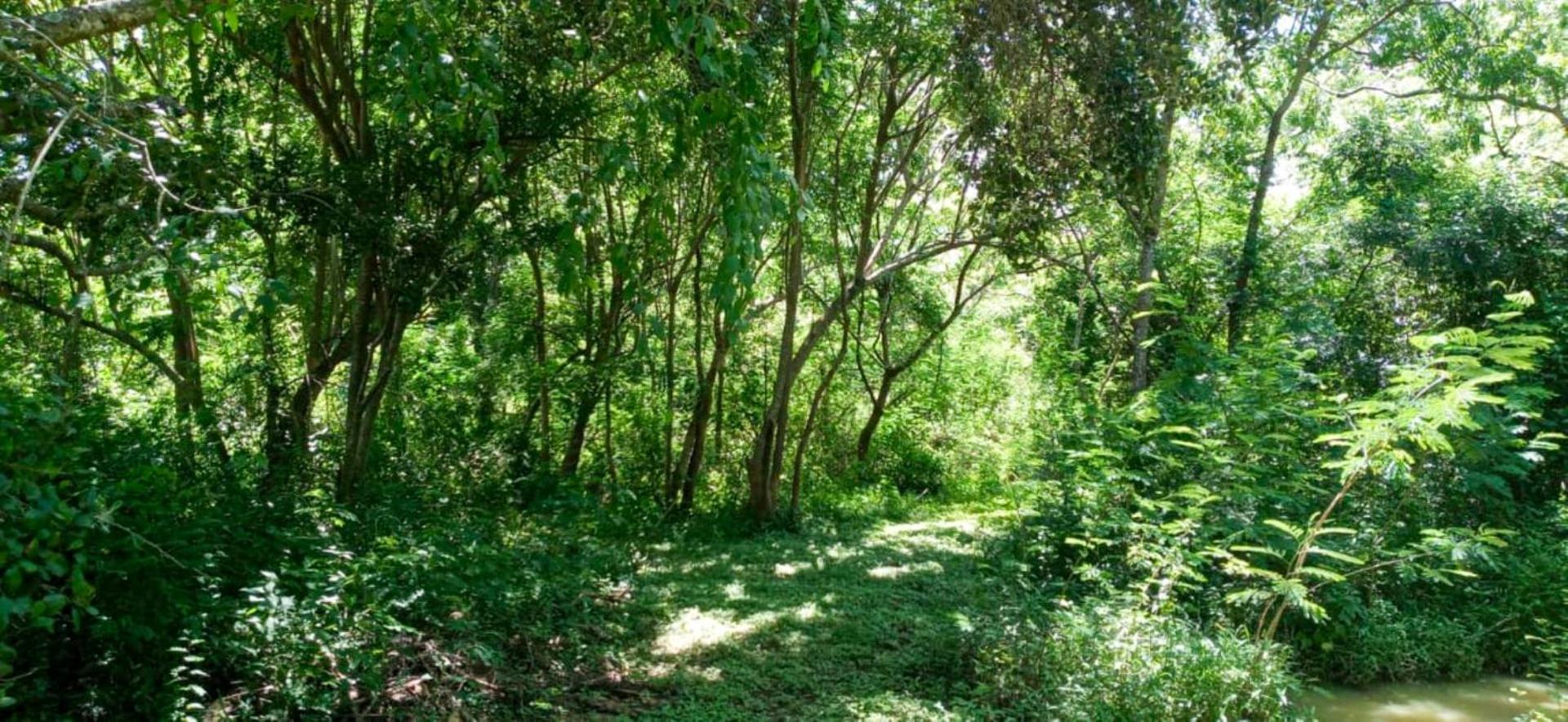 מלון טיסמהרמה Lavish Eco Jungle מראה חיצוני תמונה